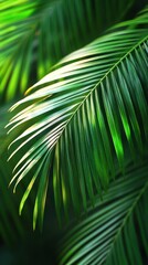 Lush Green Palm Fronds: A Tropical Paradise