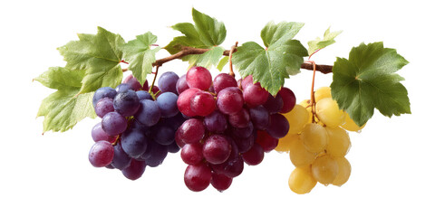 Obraz premium [Transparent Background PNG]Fresh Grapes Cluster on Branch