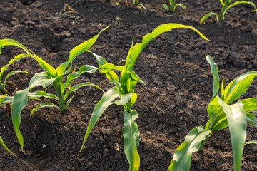 Closeup of Organic Corn Field