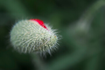 Poppy flower bud close up view, macro shot of beautiful wildflower