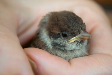 Little cute baby sparrow in human hand close up view, macro photography