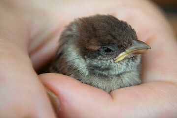 Little cute baby sparrow in human hand close up view, macro photography