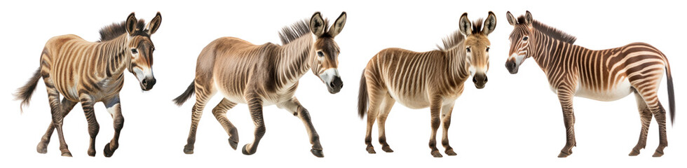 PNG Zebras walking in sequence, element set on transparent background