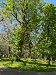 Obraz premium Landscape with old green trees in the park