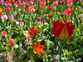Flower bed with colorful tulips. Tulip flowers. Tulip flowers in blooming park