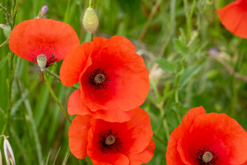 red poppy flowers