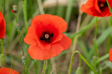 Obraz premium red poppy flowers