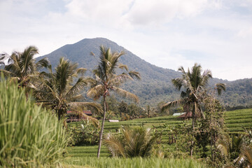 View of a rice field with mountain in the background. Bali, Indonesia - 11th March 2025