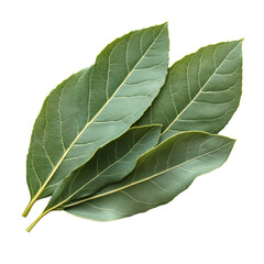 Bay Leaf isolated on transparent background