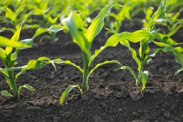 Closeup of Organic Corn Field