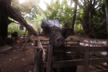 A black pig in a pen, looking at the camera. Bali, Indonesia - 15th March 2025