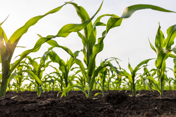Closeup of Organic Corn Field