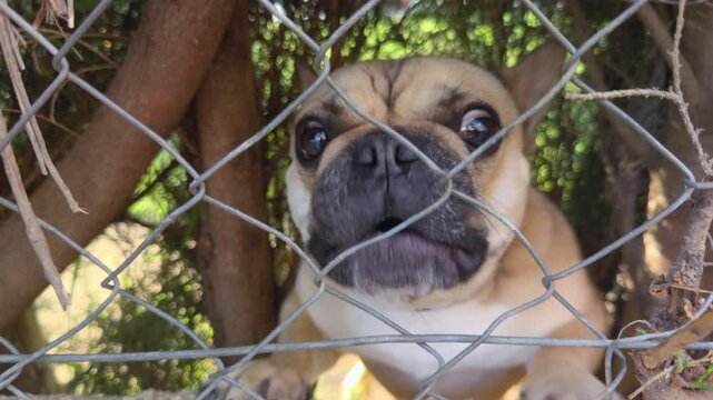 A curious dog stands behind a metal fence, peering through with wide eyes in a shaded natural setting. The animal appears alert and intrigued by the outside movement