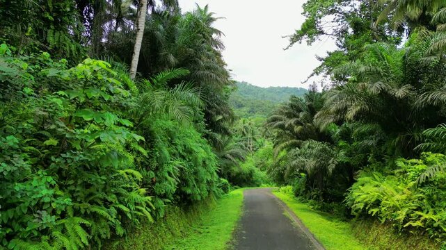 Descending backwards over a road surrounded by forest in S&atilde;o Tom&eacute; e Principe,Africa