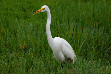 Great Egret (Ardea Alba) standing in green grass, in the wetlands near Huntington Beach, California. 
