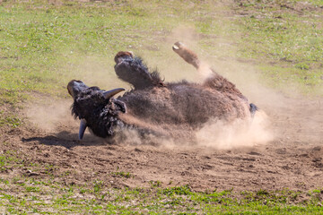Closeup, American Bison (Bison bison) in dusty wallow, on the Grand Canyon's North Rim. Surrounded by grassy meadow. 
