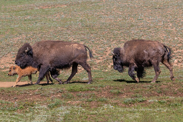 Closeup, American Bison (Bison bison) in walking across grassy field, on the Grand Canyon's North Rim. 
