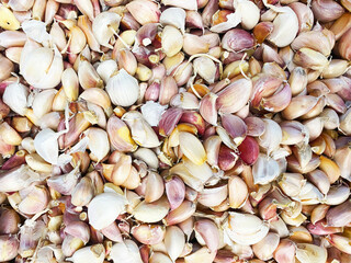 Garlic, A vegetable herb for cooking And help to smell the food