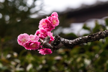 Closeup, delicate pink cherry blossoms (sakura) in Kyoto, Japan.
