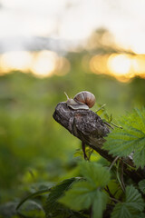 Photo of a snail in the green grass.