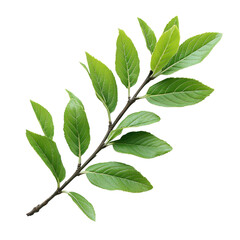 Fototapeta premium Peachleaf Willow isolated on transparent background