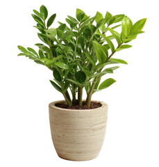 [Transparent Background PNG]Potted ZZ Plant in Light Beige Pot