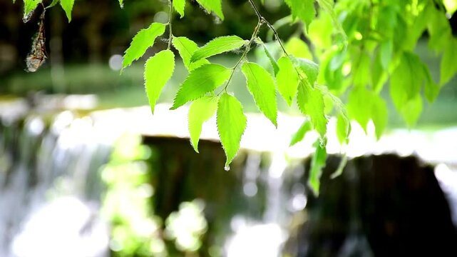 Agua corriente en el rio y rama de &aacute;rbol con hojas verdes a contra luz con fondo cascada de agua y sonido original