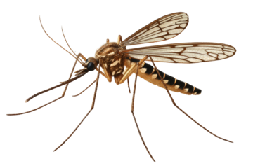 [Transparent Background PNG]Detailed Illustration of a Mosquito