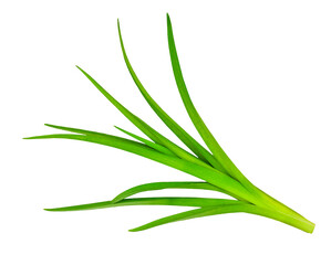 Lily leaves isolated on white background, contour