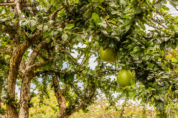 Calabash tree (Crescentia cujete) near Pucallpa, Peru. Locally called wingo.