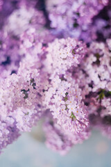 Fototapeta premium A beautiful bouquet of fresh purple lilacs in a glass vase