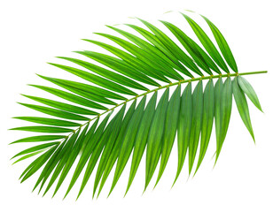 Obraz premium Tropical Palm Leaf Cutout on Transparent Background png