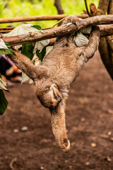 Brown-throated sloth (Bradypus variegatus) in a forest near Pucallpa, Peru