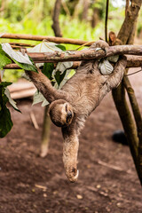 Brown-throated sloth (Bradypus variegatus) in a forest near Pucallpa, Peru © Matyas Rehak