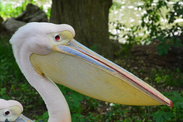 Pelican