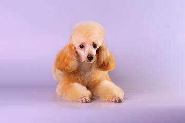 A beautiful young poodle lies in front of a light background after grooming a dog in a pet salon