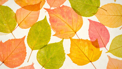 Obraz premium Colorful Autumn Leaves on White Background