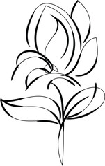 Elegant Black Line Art Flower Drawing Botanical Illustration