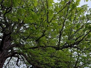 Fototapeta premium Beautiful tree crown with green leaves outdoors, low angle view