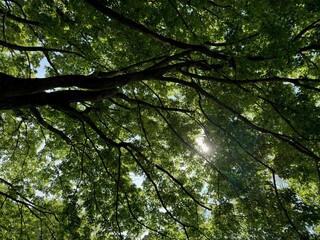 Beautiful tree crown with green leaves as background, closeup
