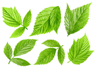 Raspberry leaf. Raspberry leaf isolated on white background. Raspberry leaf macro