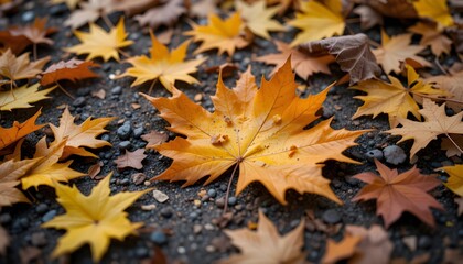 Autumn leaves, various shades of orange and yellow maple leaf, lie on a dark gray surface.