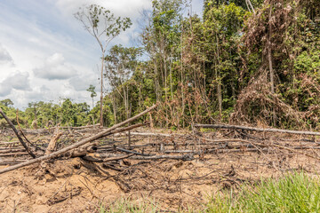 Deforestation of the Amazon rainforest in Huanuco region of Peru