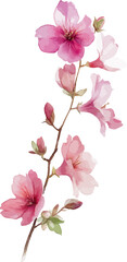 Watercolor painting of cherry flowers in full bloom, showcasing vibrant pink petals and delicate branches - vector illustration