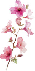 Watercolor painting of cherry flowers in bloom with soft pink petals and natural, delicate branches - vector illustration