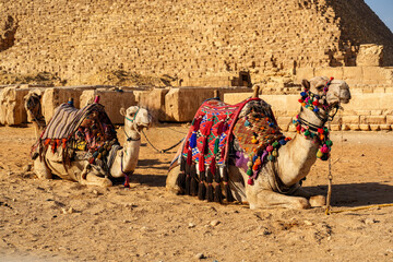 Fototapeta premium Camels resting in front of the Great Pyramid during golden hour in Giza desert