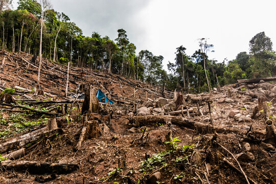 Deforestation of the Amazon rainforest in Huanuco region of Peru