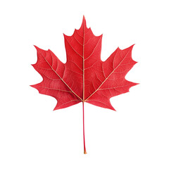 Fototapeta premium Maple Leaf – Red Maple Leaf Isolated PNG