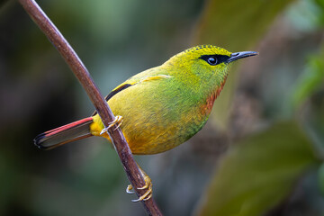 Fire-tailed myzornis