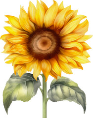 Watercolor painting of a large sunflower with bright yellow petals and a dark center surrounded by green leaves - vector illustration